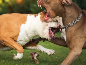If your dog is harmed, you may be able to recover compensation.