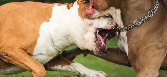 If your dog is harmed, you may be able to recover compensation.