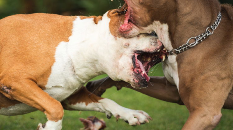 If your dog is harmed, you may be able to recover compensation.