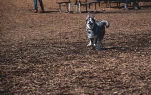 Here's how you can safely confront an off-leash dog owner in Chicago.