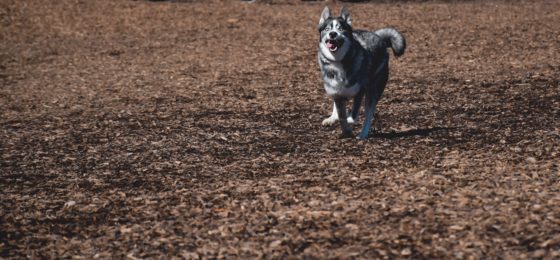 Here's how you can safely confront an off-leash dog owner in Chicago.