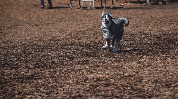 Here's how you can safely confront an off-leash dog owner in Chicago.