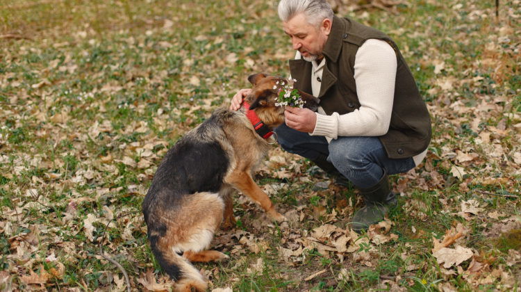 It's crucial to take proactive steps to protect your elderly loved ones from dog attacks