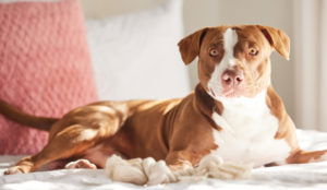 The report examines how the pandemic affected the rate of U.S. dog bite fatalities in 2020 when the pandemic began.