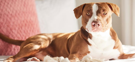The report examines how the pandemic affected the rate of U.S. dog bite fatalities in 2020 when the pandemic began.