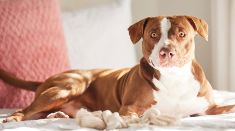 The report examines how the pandemic affected the rate of U.S. dog bite fatalities in 2020 when the pandemic began.