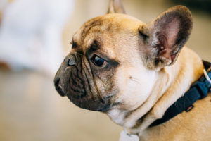 While a list of the country’s top dogs seems like harmless news for animal lovers, it is crucial to delve deeper into the implications of the popularity of these breeds, especially in urban settings like Chicago. The city is known to have a dog bite problem. Although any dog can bite, certain dog breeds are known to be more likely to cause harm.