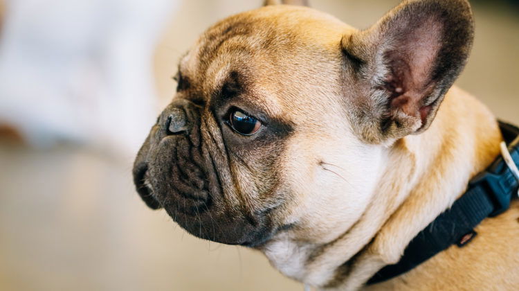 While a list of the country’s top dogs seems like harmless news for animal lovers, it is crucial to delve deeper into the implications of the popularity of these breeds, especially in urban settings like Chicago. The city is known to have a dog bite problem. Although any dog can bite, certain dog breeds are known to be more likely to cause harm.