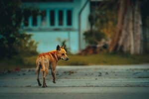 In an urban environment like Chicago, where strays might have faced harsh living conditions, the dog’s behavior could be defensive or aggressive.