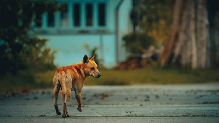 In an urban environment like Chicago, where strays might have faced harsh living conditions, the dog’s behavior could be defensive or aggressive.